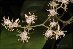 Apodytes dimidiata var. acutifolia